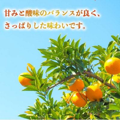 訳あり 甘夏 10kg みかん 蜜柑 果物 柑橘 フルーツ 傷 不揃い 高級 糖度 甘い ゼリー ジ