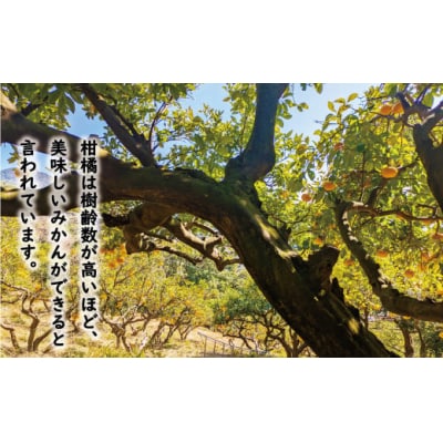 数量限定 先行予約 訳あり 木成り 完熟 甘夏 10kg 7000円 あいなん総合ファクトリー