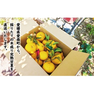 数量限定 先行予約 訳あり 木成り 完熟 甘夏 15kg 10000円 あいなん総合ファクトリー