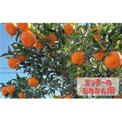 【先行予約:2027年1月初旬～】お試し用 訳あり ポンカン 1.5kg ミッチーのおみかん畑