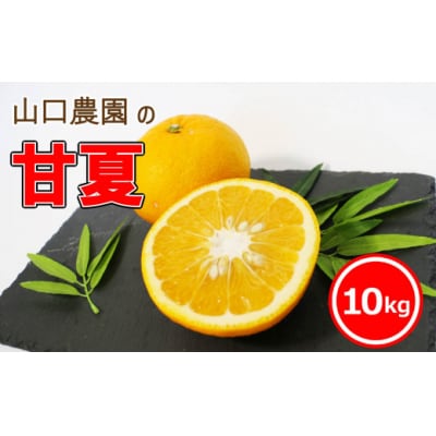 【 2026年 発送 先行予約 】甘夏 10kg 山口農園