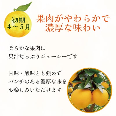 訳あり 愛南ゴールド ( 河内晩柑 ) 旬の定期便 全3回 8kg 愛媛県 愛南町 愛なんよ