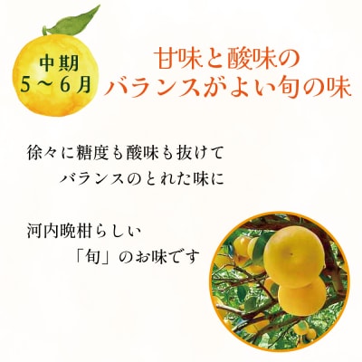 訳あり 愛南ゴールド ( 河内晩柑 ) 旬の定期便 全3回 8kg 愛媛県 愛南町 愛なんよ