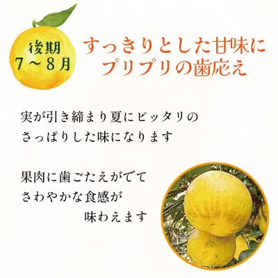 訳あり 愛南ゴールド ( 河内晩柑 ) 旬の定期便 全3回 8kg 愛媛県 愛南町 愛なんよ