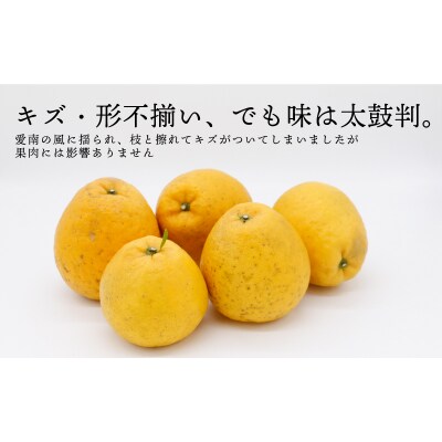 訳あり 愛南ゴールド 大玉 7kg 河内晩柑 和家農園