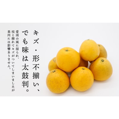 訳あり 愛南ゴールド 小玉 8kg 河内晩柑 和家農園