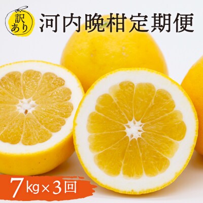 定期便 訳あり 河内晩柑 7kg 3回 5月 6月 7月発送 送料無料 愛媛 愛南ゴールド