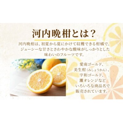 定期便 訳あり 河内晩柑 7kg 3回 5月 6月 7月発送 送料無料 愛媛 愛南ゴールド