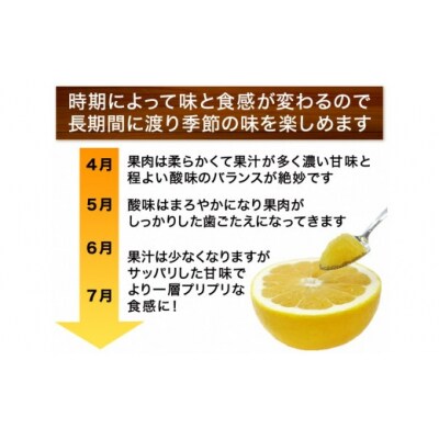  訳あり 河内晩柑 5kg  お試し 家庭用 樹齢 20年 清家 古木 愛南町