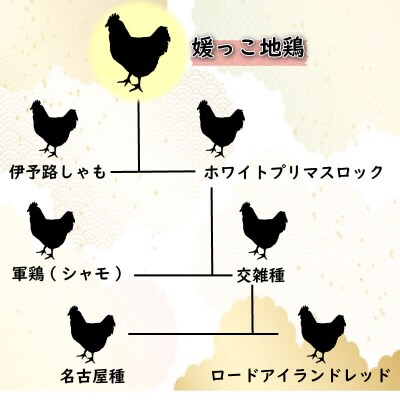 数量限定 最高級ブランド地鶏 媛っこ地鶏 セット3種 ローカルスタンダード 