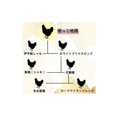 定期便 3回 数量限定 最高級 地鶏 媛っこ地鶏 セット3種 ソーセージ ハーブ 鶏肉