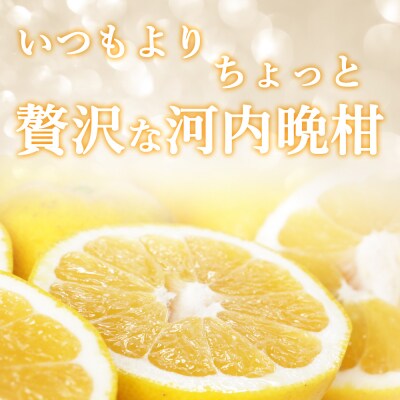プレミアム 河内晩柑 3kg L ～ 3L 優品 贈答用 樹齢 20年 清家ばんかんビレッジ