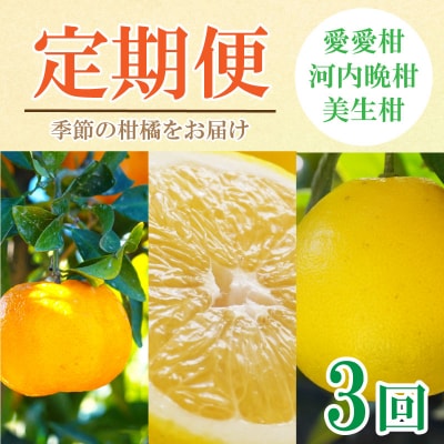 定期便 3回 3ヶ月 ポンカン 美生柑 河内晩柑 柑橘 みかん フルーツ 愛媛 愛南町 マルエム直販