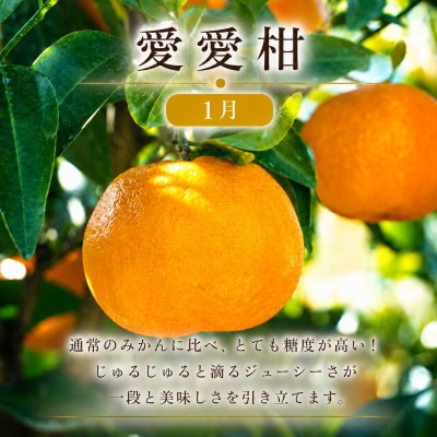 定期便 3回 3ヶ月 ポンカン 美生柑 河内晩柑 柑橘 みかん フルーツ 愛媛 愛南町 マルエム直販