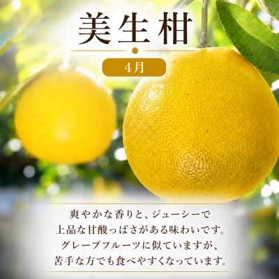 定期便 3回 3ヶ月 ポンカン 美生柑 河内晩柑 柑橘 みかん フルーツ 愛媛 愛南町 マルエム直販