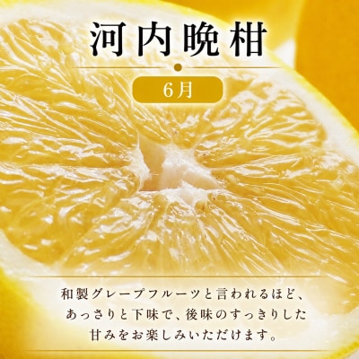 定期便 3回 3ヶ月 ポンカン 美生柑 河内晩柑 柑橘 みかん フルーツ 愛媛 愛南町 マルエム直販