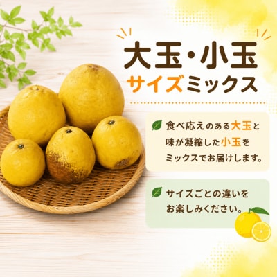 【ふるさと納税】 河内晩柑 (愛南ゴールド) 大玉小玉ミックス 9kg 愛媛県 愛南町 愛なんよ