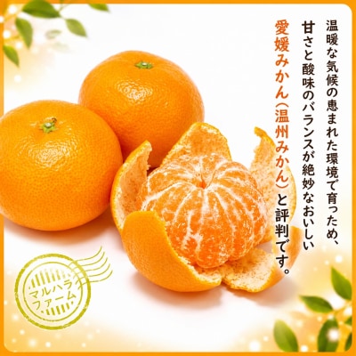 【先行予約】訳あり 愛媛みかん 5kg 愛媛 温州 マルハラファーム