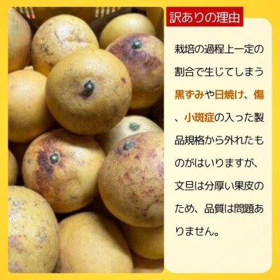 【先行受付】【発送:2027年3月上旬～】土佐文旦 5kg 愛媛県 愛南町 吉本農園