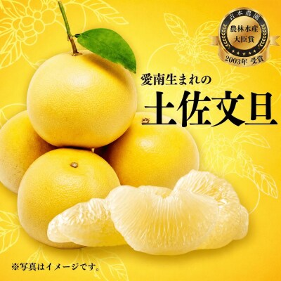 【先行予約】【発送:2027年3月上旬～】贈答用 土佐文旦 4kg 愛媛県 愛南町 吉本農園