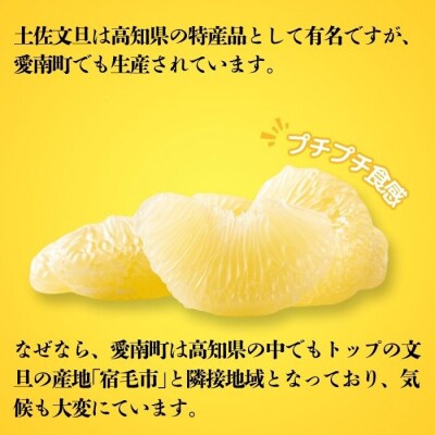 【先行予約】【発送:2027年3月上旬～】贈答用 土佐文旦 4kg 愛媛県 愛南町 吉本農園