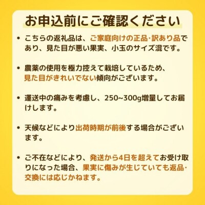 【先行予約】【発送:2027年3月上旬～】贈答用 土佐文旦 4kg 愛媛県 愛南町 吉本農園