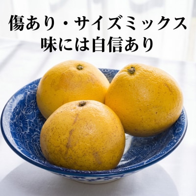 【先行予約】訳あり 土佐文旦 8kg サイズミックス 清水農園 愛南町 愛媛県