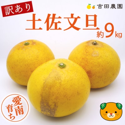 【先行予約】数量限定 訳あり 土佐文旦 9kg 10000円 みかん 文旦 吉田農園