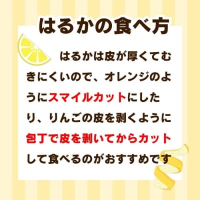 先行受付 訳あり はるか 10kg 柑橘 フルーツ 果物 みかん職人武田屋