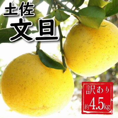 訳あり 土佐文旦 約4.5kg みかん 蜜柑 文旦 エニシトラス 愛媛県 愛南町