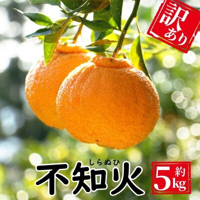 訳あり 不知火 約5kg しらぬい エニシトラス 愛媛県 愛南町