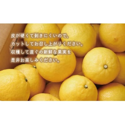【先行予約:2027年1月上旬～発送】 訳あり はるか 3kg あいなんマザーズ 愛南町 愛媛県