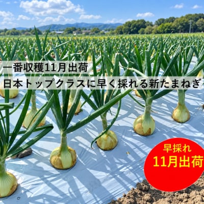 【先行予約】訳あり 新たまねぎ 2kg シルクオニオン サイズミックス 愛南町青果市場