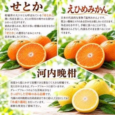 【先行予約】旬の柑橘定期便3回 訳ありみかん5kg・訳ありせとか3kg・贈答河内晩柑5kg 吉田農園