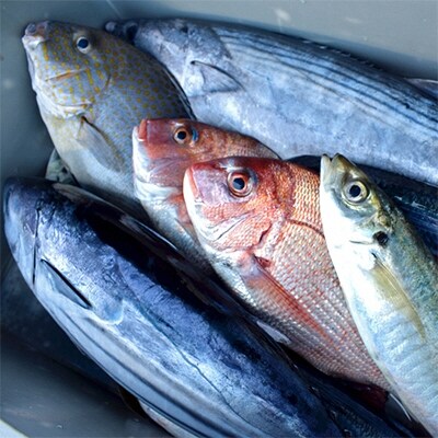 朝どれ 1000種類の魚種がいる大月の鮮魚便 のレビュー 口コミ一覧 ふるさと納税サイト さとふる