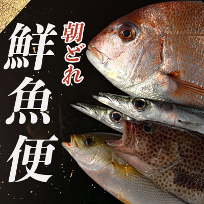 朝どれ 鮮魚 おまかせ 3～5kg 詰め合わせ 海鮮 魚介 刺身 高知県 大月町 冷蔵 直送