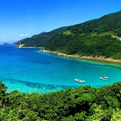 朝どれ!1000種類の魚種がいる大月の鮮魚便