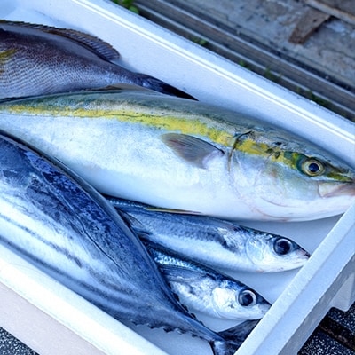 朝どれ!1000種類の魚種がいる大月の鮮魚便