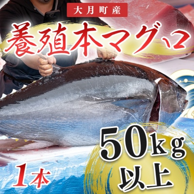 特大 国産 養殖 本マグロ 50kg以上 一本丸ごと 本まぐろ 丸ごと1本 解体ショー イベント
