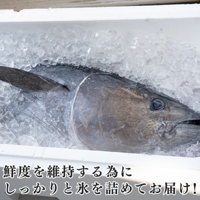 特大 国産 養殖 本マグロ 50kg以上 一本丸ごと 本まぐろ 丸ごと1本 解体ショー イベント