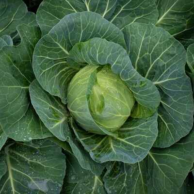 【計4回】大月町産とれたてお野菜定期便(小)