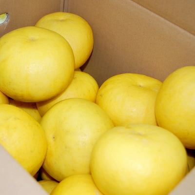 【家庭用大満足の10kg!】温暖な気候が育んだ土佐文旦