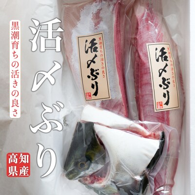 脂のり抜群!養殖ブリ活〆半身 (1.3kg~)