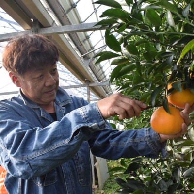 せとか 約5kg 家庭用 高知県産 ハウス栽培