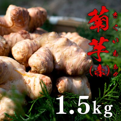 スーパーフード　菊芋(赤)1.5kg | ふるさと納税のお礼品