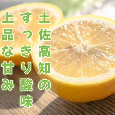 小夏 1.5kg 家庭用 日向夏 ニューサマーオレンジ くだもの 果物 旬の果物 高知県 大月町