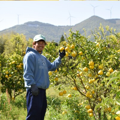 小夏 1.5kg 家庭用 日向夏 ニューサマーオレンジ くだもの 果物 旬の果物 高知県 大月町