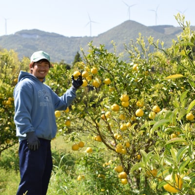 【高知県 大月町産】コーラルフルーツ農場の家庭用 小夏(5kg)