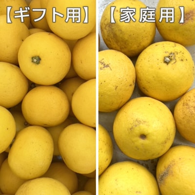 【高知県 大月町産】コーラルフルーツ農場の家庭用 小夏(5kg)