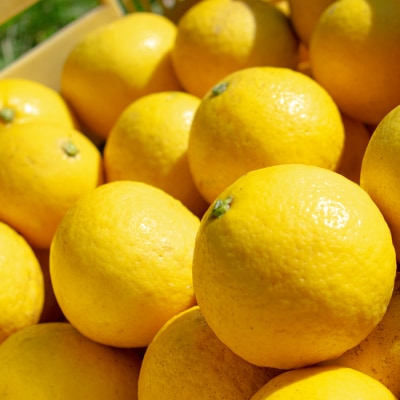 小夏 1.5kg 贈答 ギフト用 日向夏 ニューサマーオレンジ くだもの 旬の果物 高知県 大月町